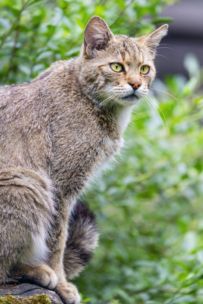 Majestic Wild Cat Wallpaper: Fluffy Fur & Lush Greenery Background