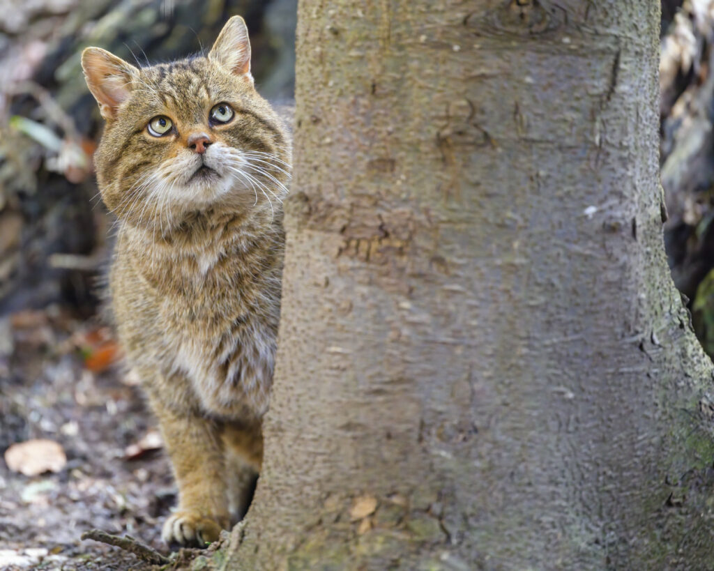 Wild Cat Wallpaper: Intense Gaze Among Blurred Trees