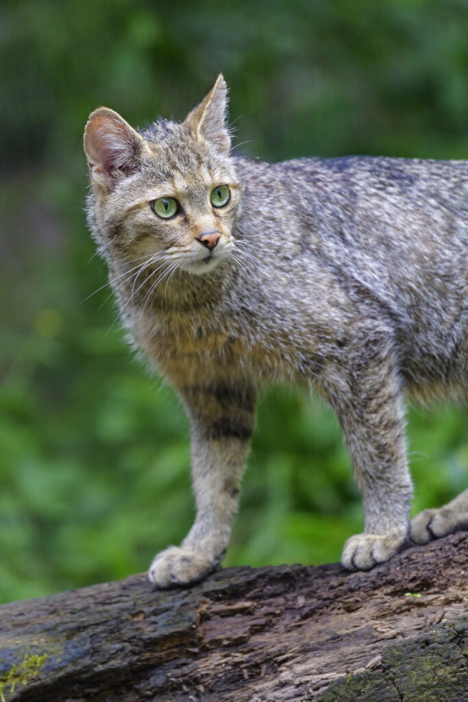 Wild Cat on Log: Stunning Wallpaper with Green Eyes & Lush Background