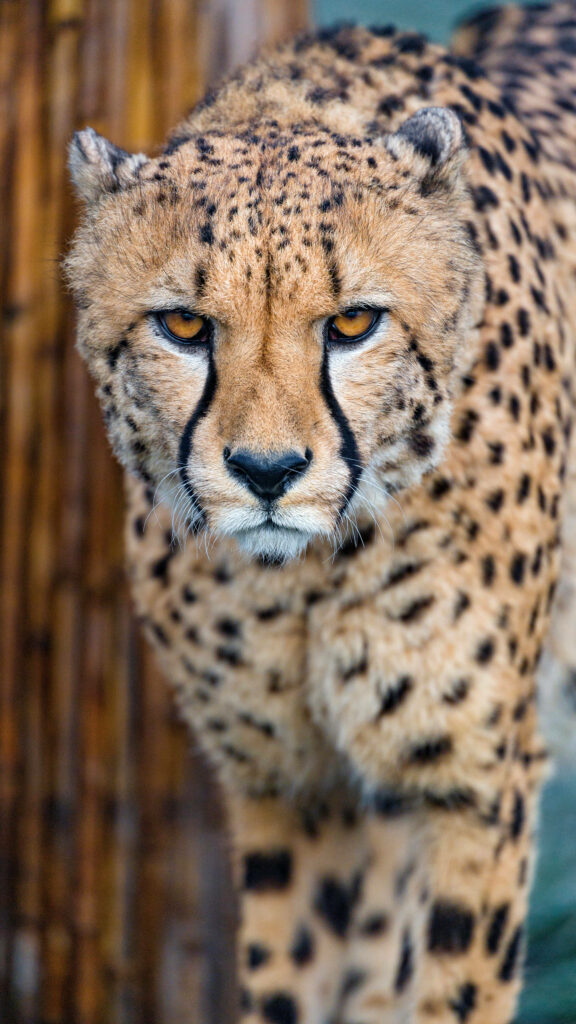 Wild cheetah with intense yellow eyes and sleek spotted fur in a blurred natural background Wallpaper