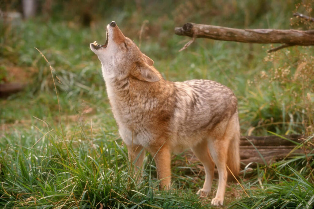 Wild Coyote Howling in Lush Green Landscape - Nature Wallpaper
