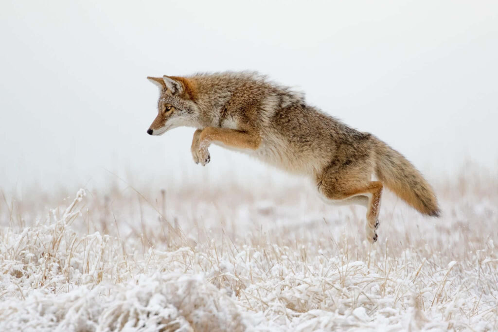 Graceful Coyote Leaping in Snowy Landscape - Dynamic Wallpaper