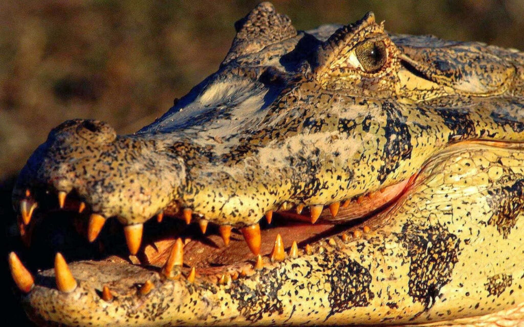 Captivating Close-Up of a Wild Crocodile: Sharp Teeth & Scaly Texture Wallpaper