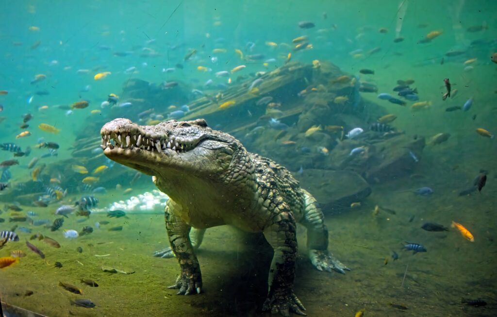 Wild crocodile underwater with colorful fish swarm vibrant aquatic life natural habitat wallpaper