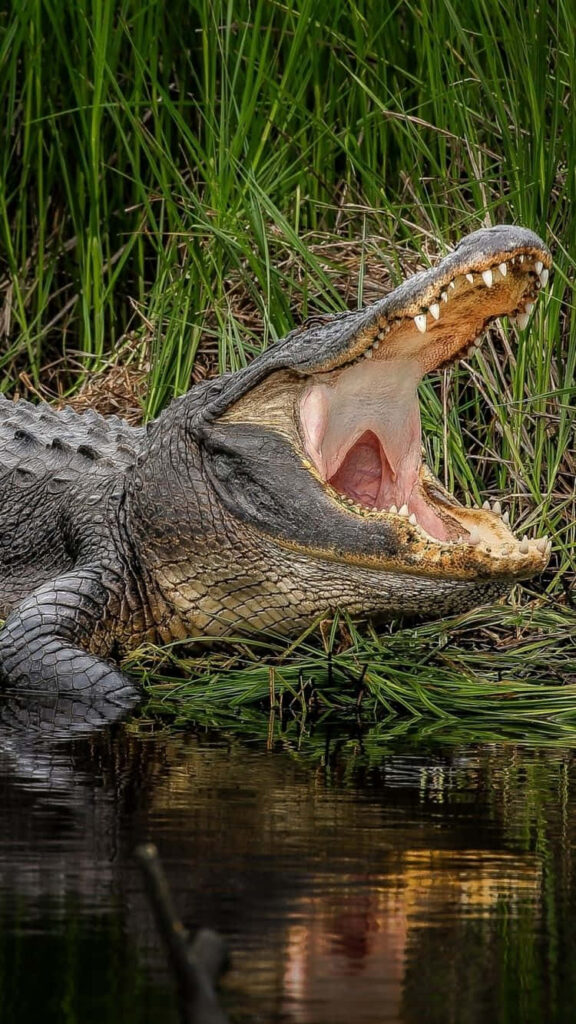 Wild Crocodile with Open Mouth in Lush Natural Background Wallpaper