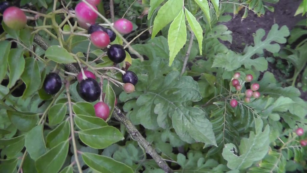 Wild curry berry plant with pink red and ripe purple fruits on lush green leaves background Wallpaper