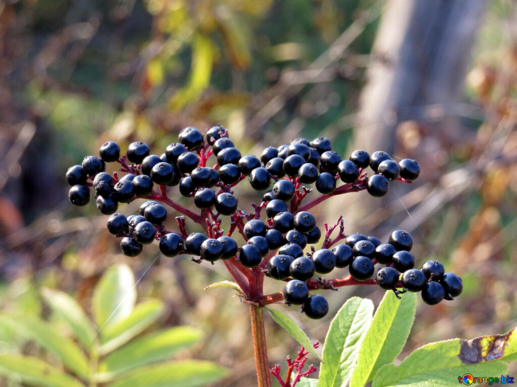 Ripe elderberry fruits cluster on red stems with green leaves in sunlit natural wild background Wallpaper