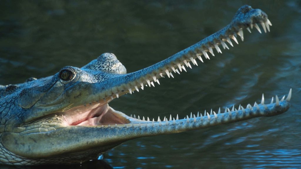 Close up of wild Gharial with open jaws and sharp teeth against dark rippled water background Wallpaper