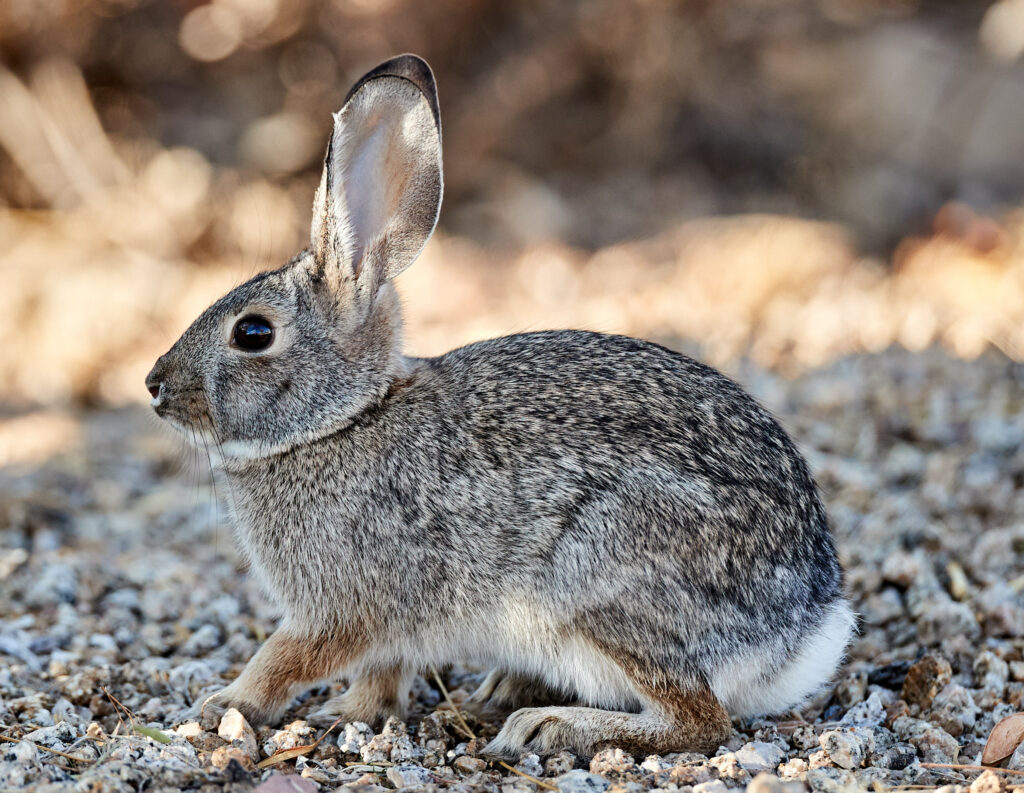 Wild Gray Rabbit Wallpaper Against Natural Outdoor Background