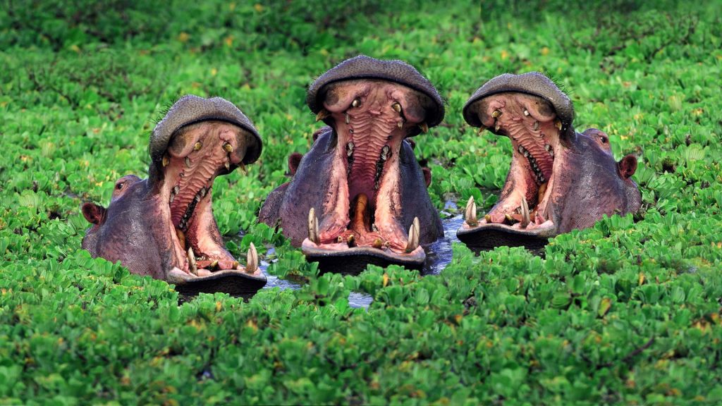 Trio of hippos with open jaws in lush green aquatic plants vivid wildlife wallpaper background