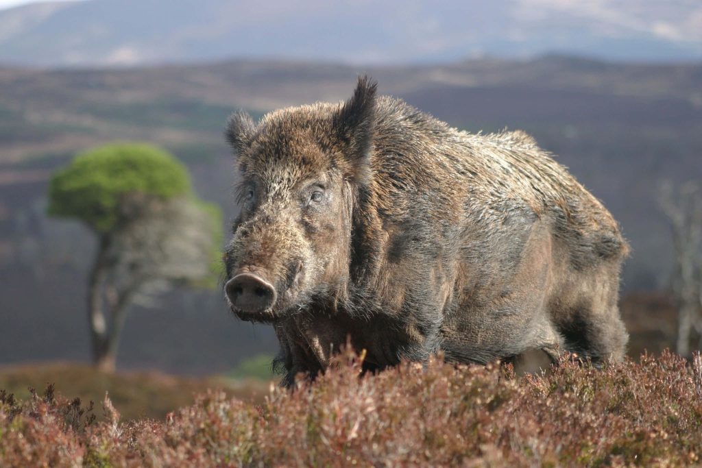 Wild hog in rugged moorland with heather and rolling hills high-definition wildlife wallpaper
