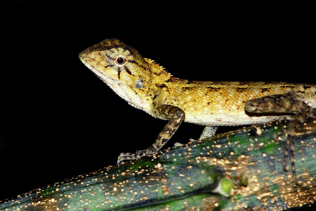 Nighttime Wild Leopard Gecko Wallpaper on Branch with Dark Background