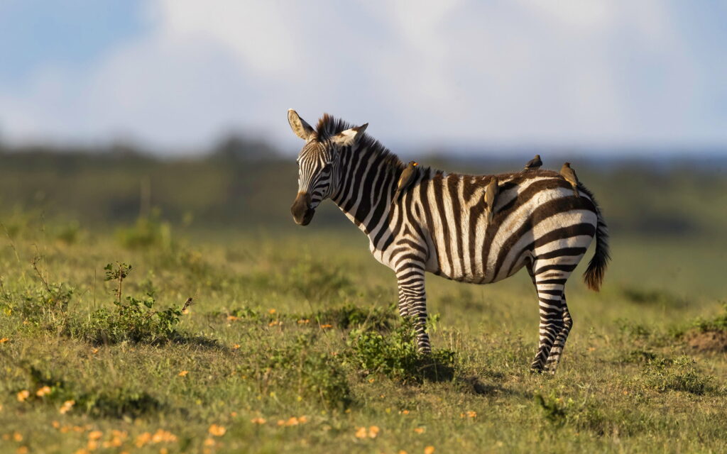 Serenity at Sundown: Graceful Zebras Capturing Nature's Canvas Wallpaper