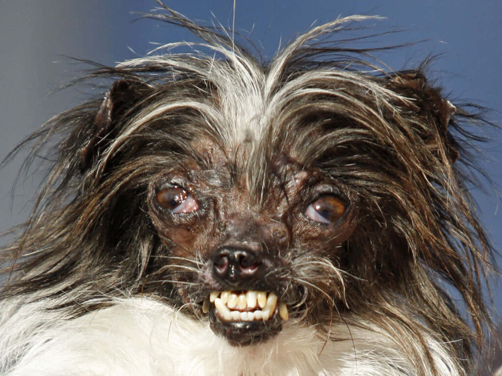 Close-Up of Small Dog with Wild Fur and Intense Gaze Wallpaper