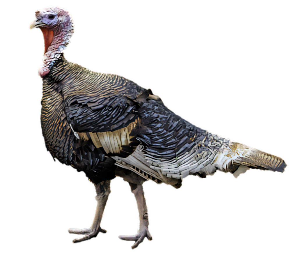 Vibrant Wild Turkey Wallpaper on Solid Black Background