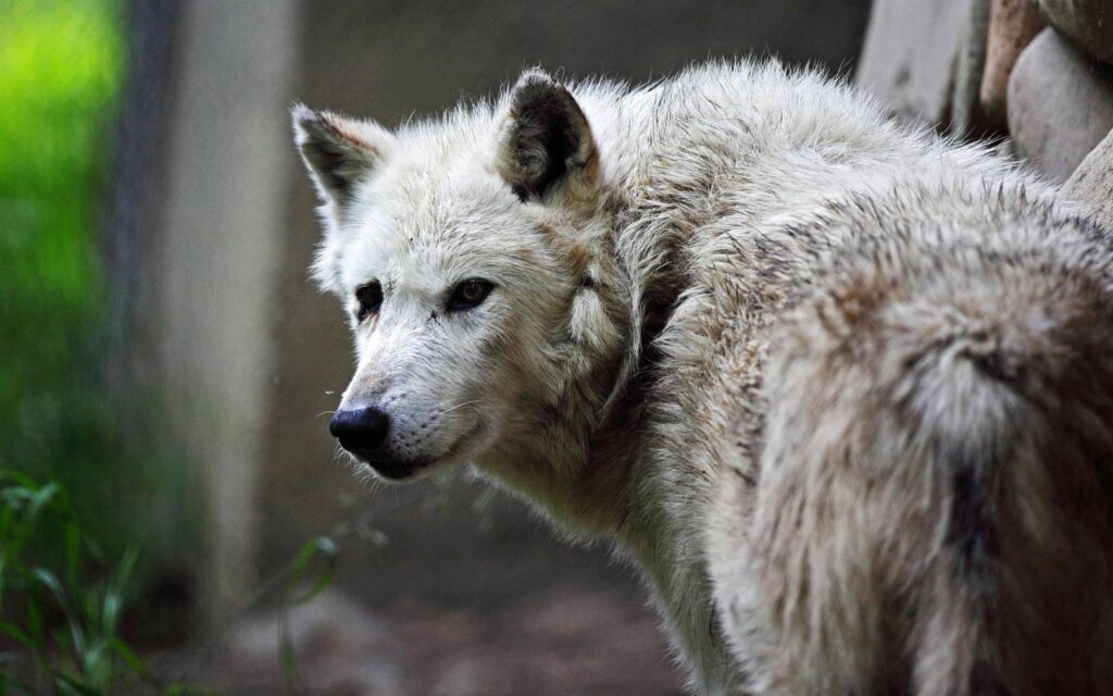 Close-Up Wolf Wallpaper: Rugged Fur & Intense Gaze in Earthy Tones