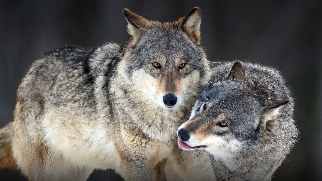 Intimate Wolves Amidst Dark Forest: A Wild Encounter Wallpaper