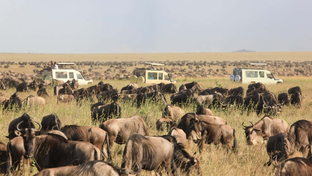 Wildebeest Migration Wallpaper: Serengeti's Stunning Savanna Scene