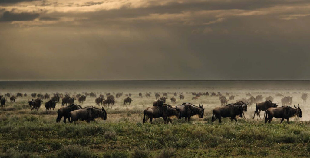 Breathtaking Serengeti Wallpaper: Wildebeest Migration Background