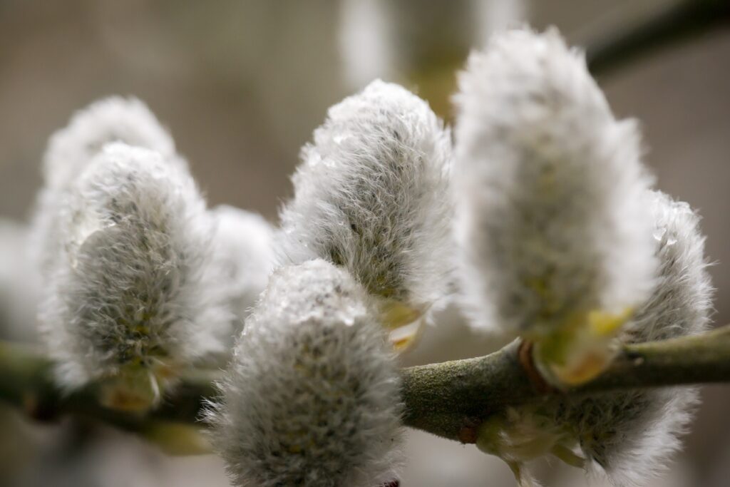 Close-Up of Willow Catkins with Water Droplets - Nature Wallpaper