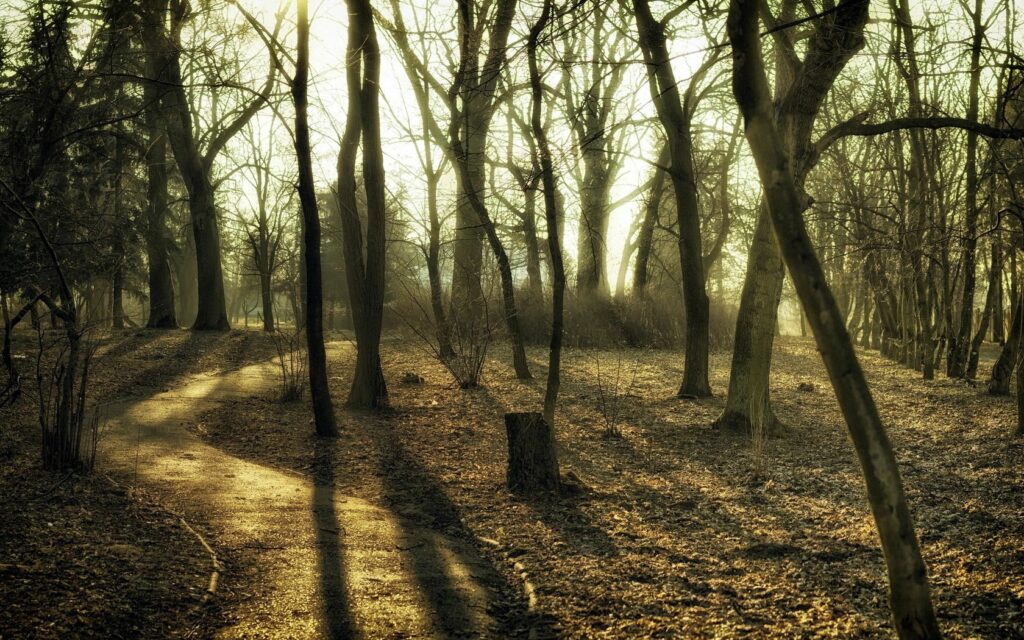 Winding autumn woodland path with golden sunlight filtering through tall bare trees leaves Wallpaper