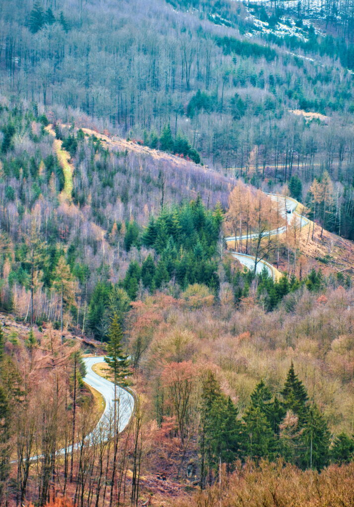 Winding road through autumn forest with tall trees in golden green and red hues nature wallpaper