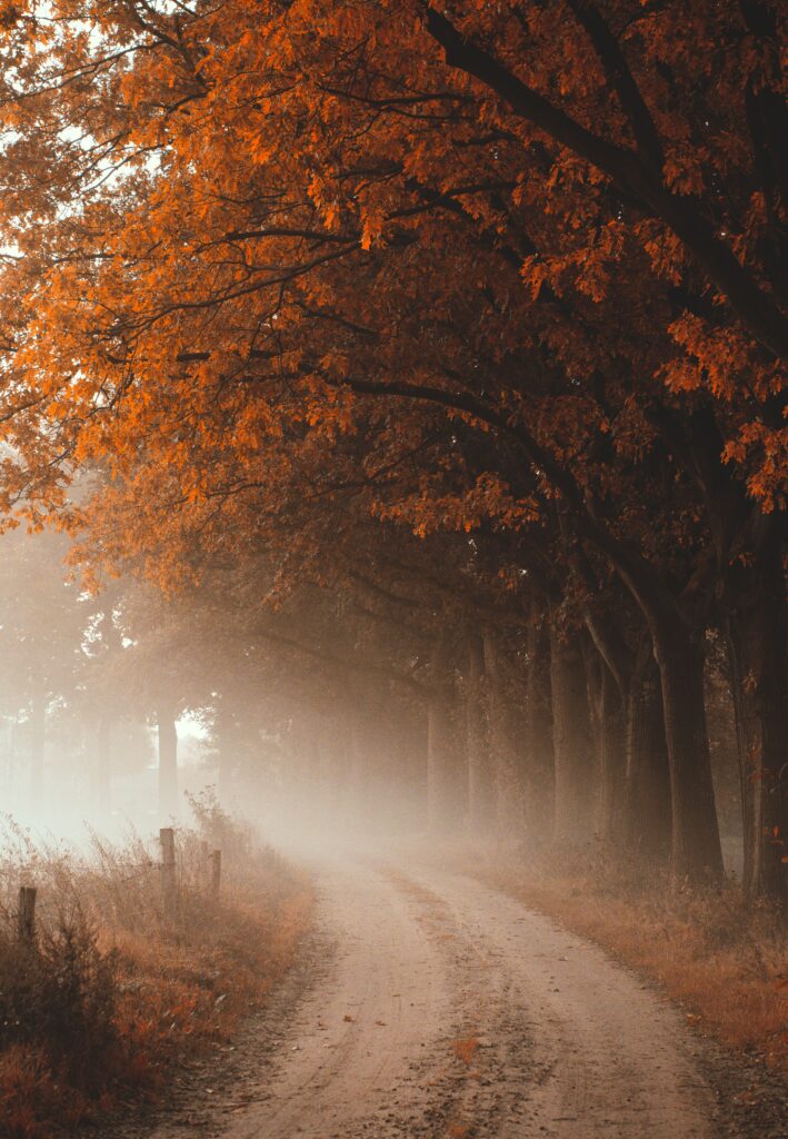 Winding dirt road through foggy autumn forest with tall trees and vibrant orange brown leaves Wallpaper