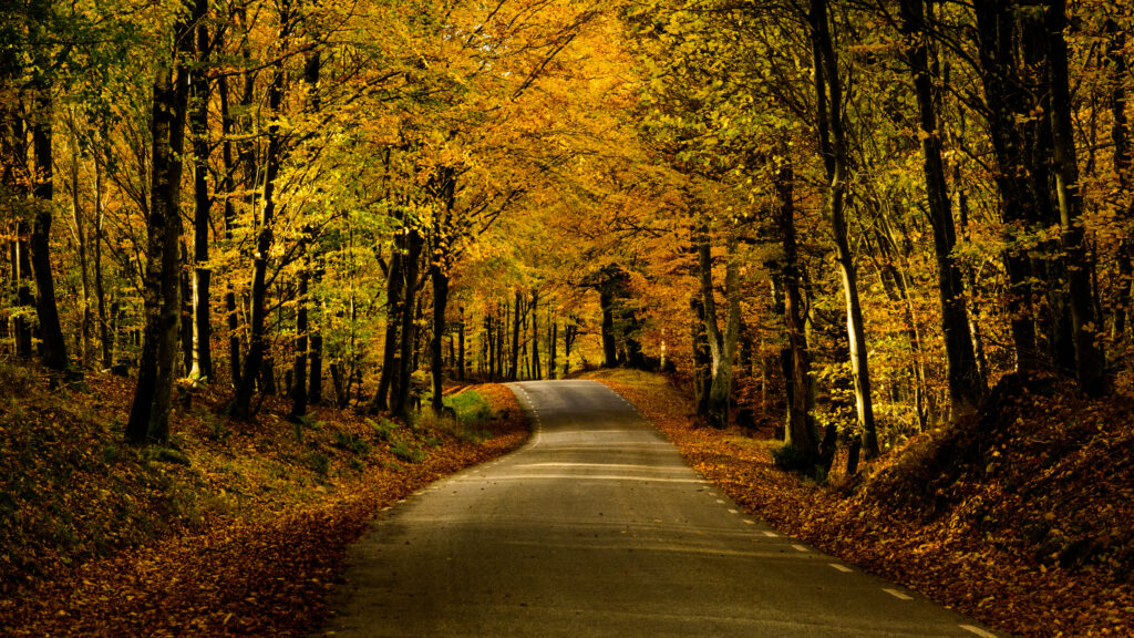 Winding road through vibrant autumn trees with golden leaves and warm sunlight in fall alley Wallpaper