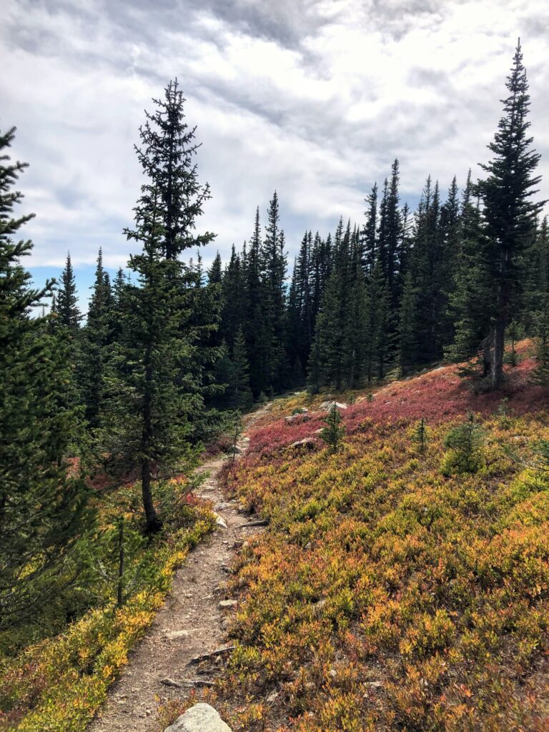 Winding forest path through tall spruce trees with red and gold ground cover under bright sky Wallpaper