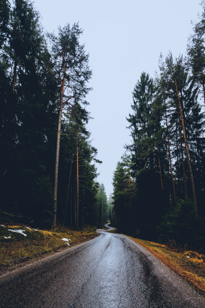 Winding asphalt road through tall evergreen forest under pale spring sky with wet pavement reflections Wallpaper