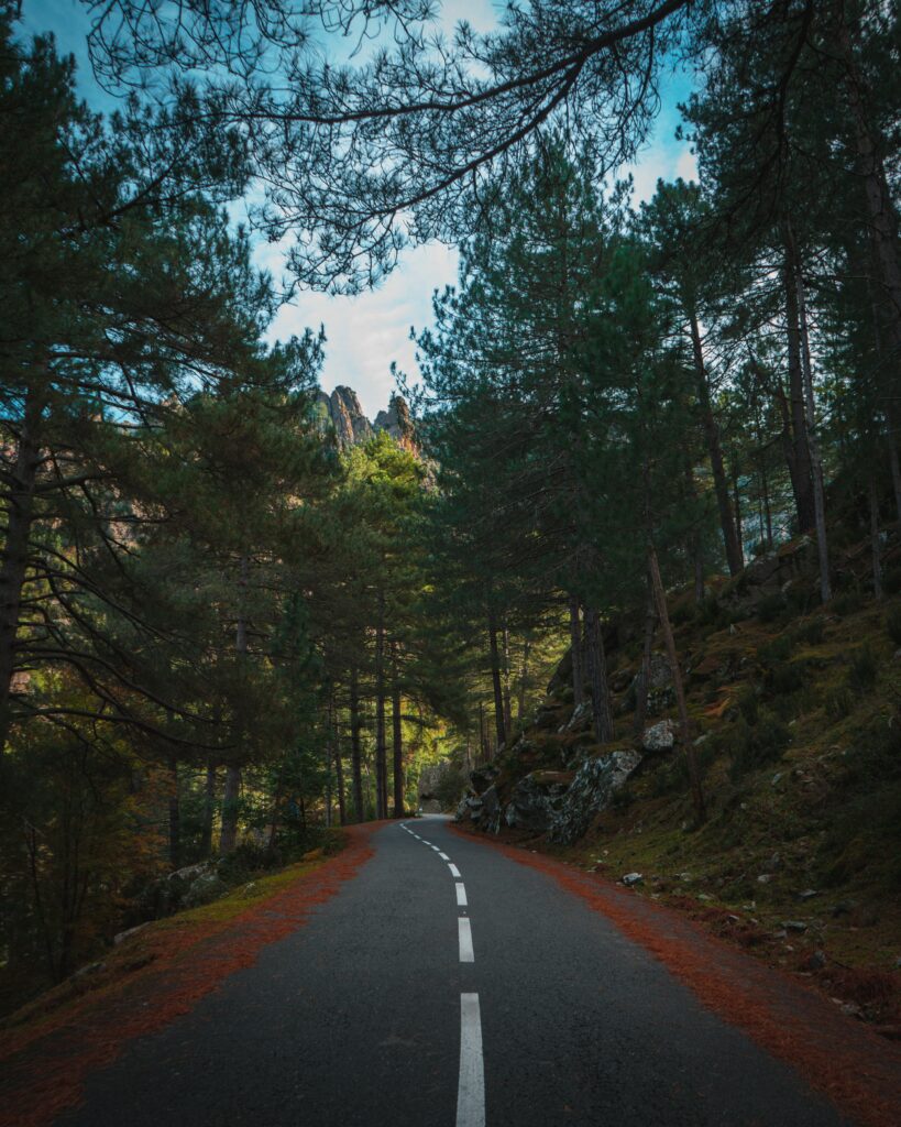 Winding road through dense spruce forest with tall trees and vibrant greenery under bright sky Wallpaper