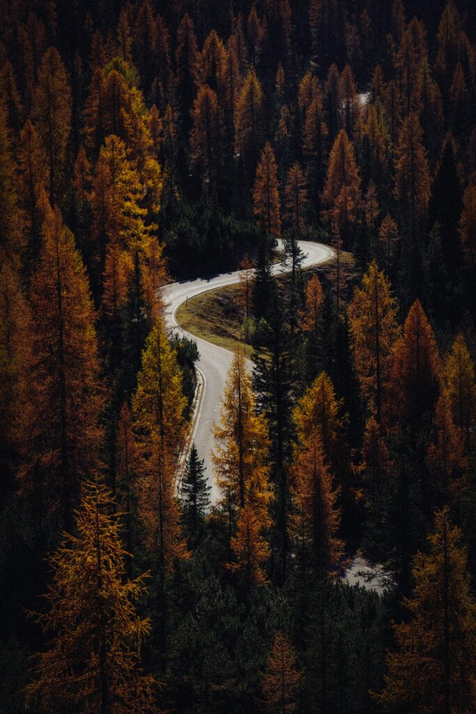 Aerial view of winding road through vibrant orange and gold autumn forest with tall trees Wallpaper