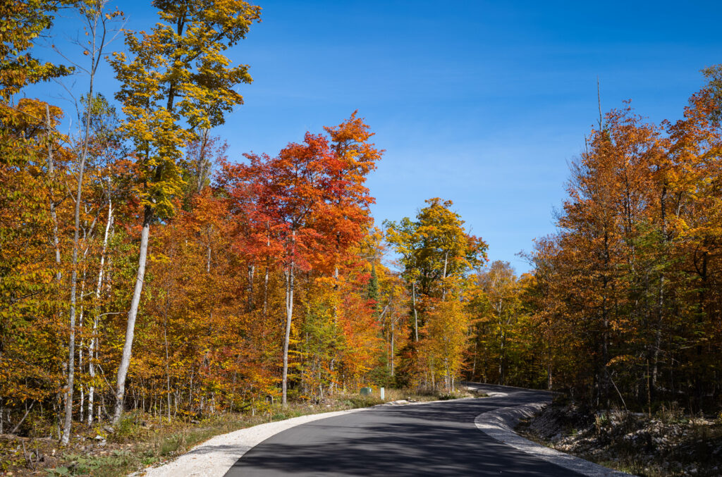 Winding road through autumn forest with vibrant red orange yellow leaves under blue sky Wallpaper
