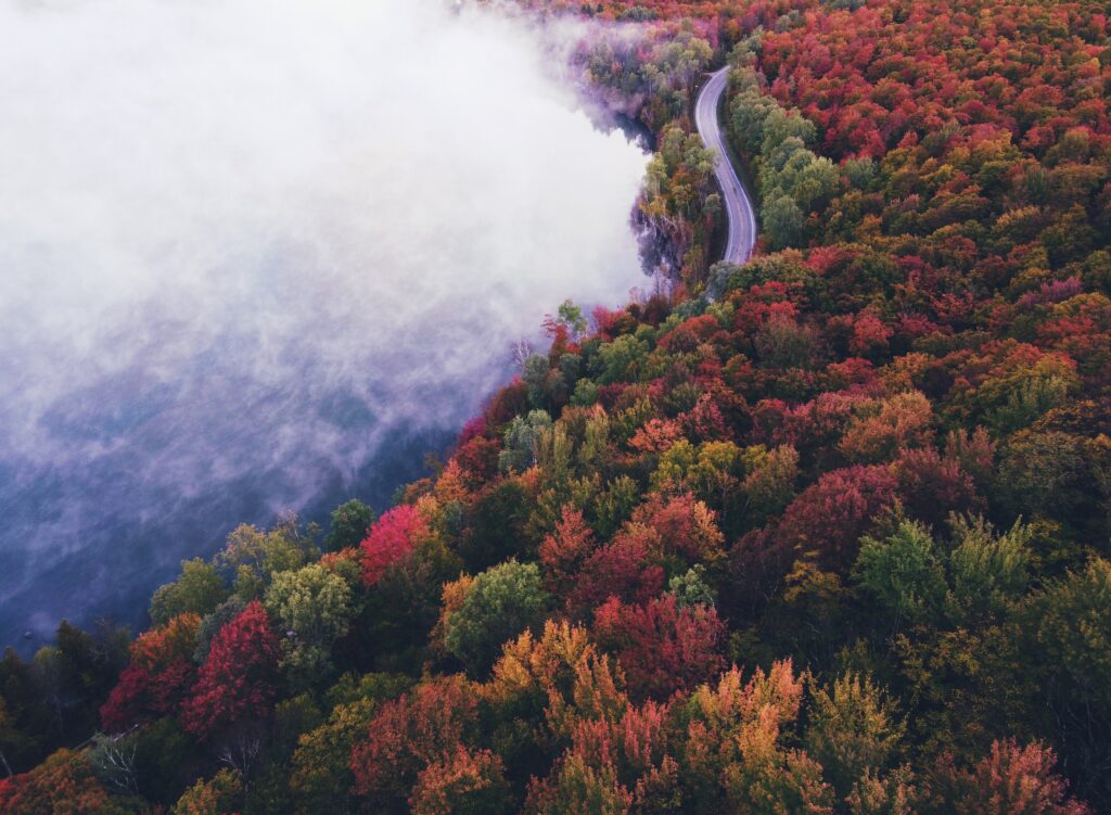 Winding road through dense autumn forest with red orange gold leaves and morning fog wallpaper