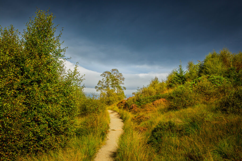 Winding trail through lush green grass and dense bushes under a dramatic moody sky nature scene Wallpaper