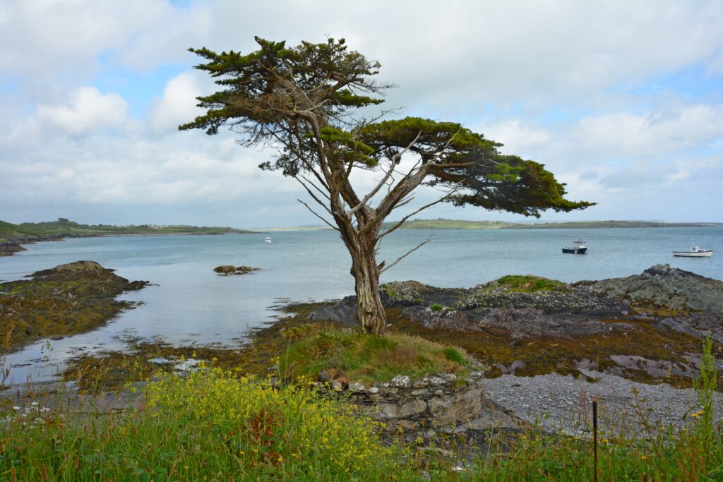 Windswept tree on rocky Irish coast overlooking blue waters with boats lush greenery wildflowers Wallpaper