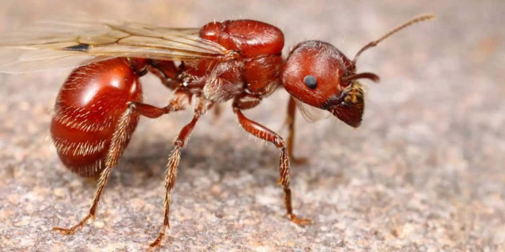 Macro close-up of winged Harvester ant showing detailed wings and textured body wallpaper