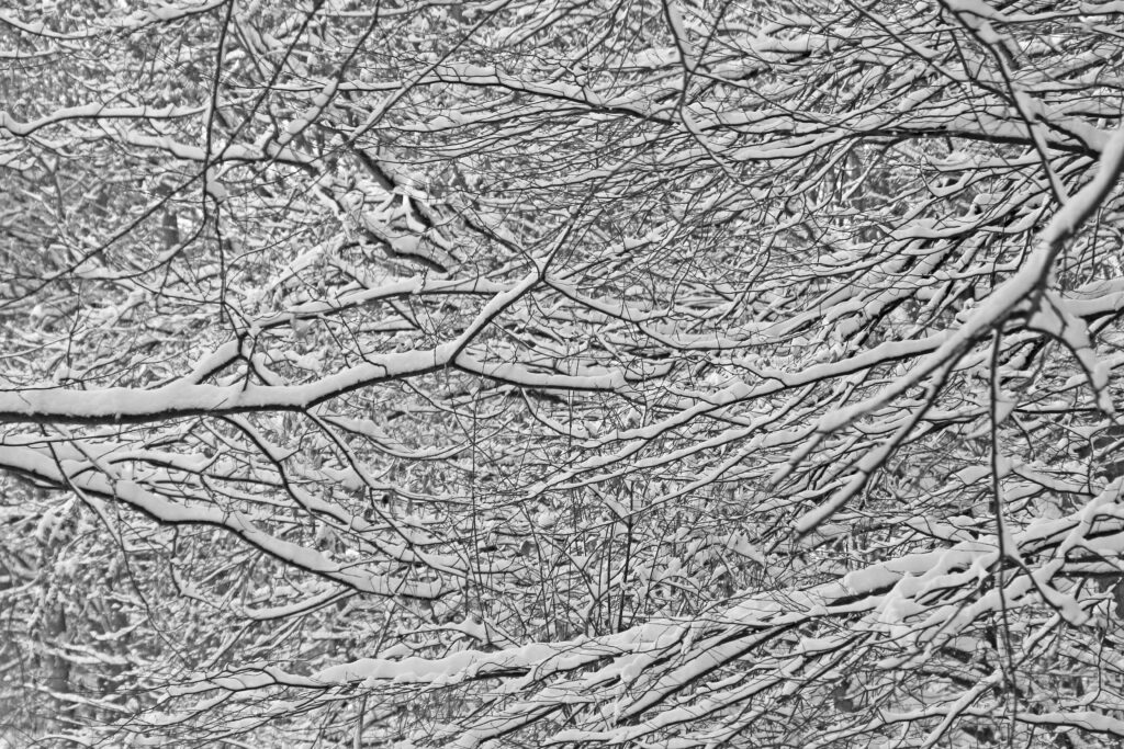 Winter's Aesthetic: Serene Gray Bare Trees and Snowflakes on a White Tree Wallpaper Background Photo