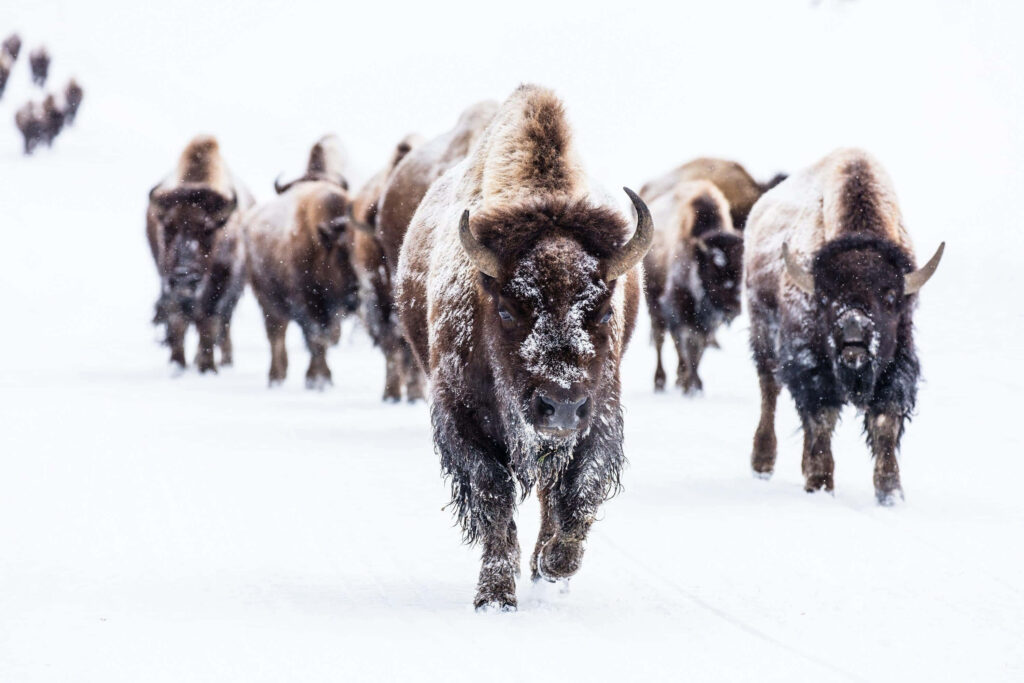 Herd of frost-covered bison moving through snowy winter landscape wildlife wallpaper background
