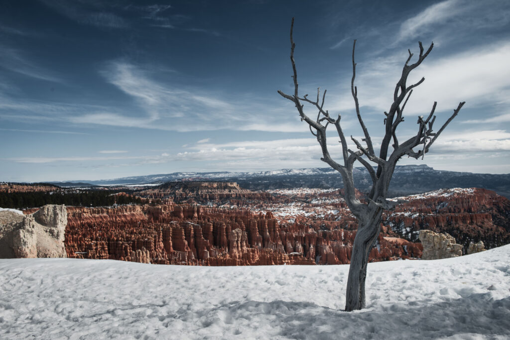 Leafless tree with twisting branches overlooks snowy canyon with red rock formations and blue sky Wallpaper