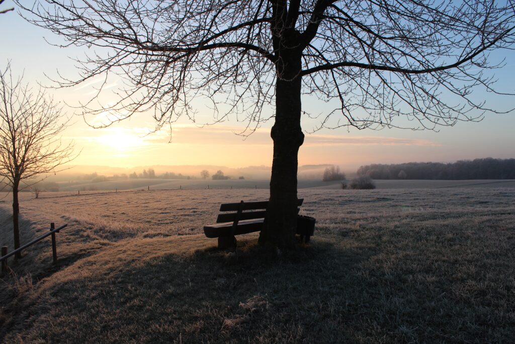 Solitary bench under bare tree overlooking frost covered field at dawn winter sunrise landscape Wallpaper