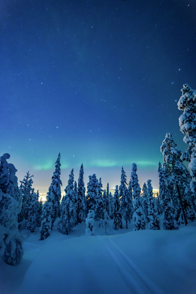 Winter Wonderland: Majestic Tree-lit Night in HD Phone Wallpaper