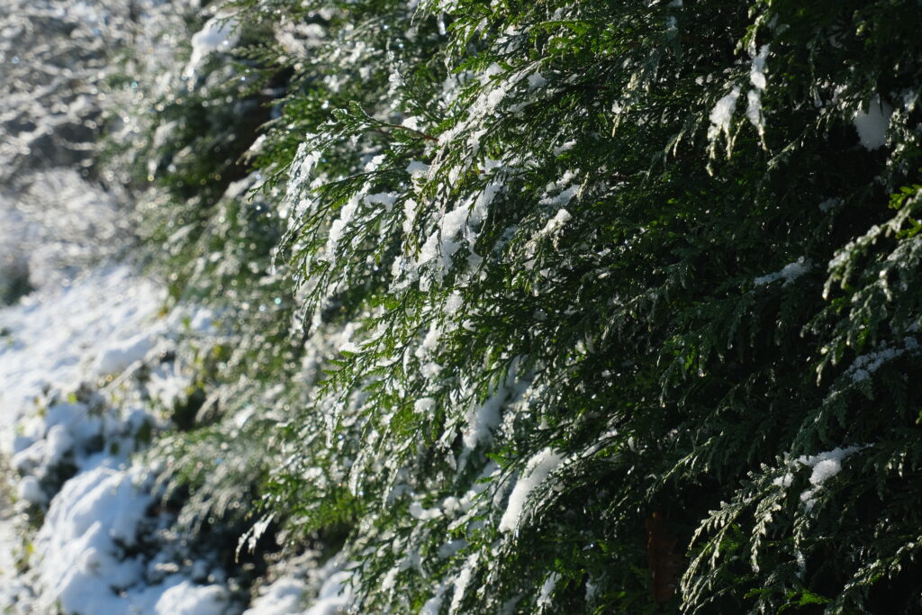 Evergreen branches with fresh snow creating a serene winter nature wallpaper background