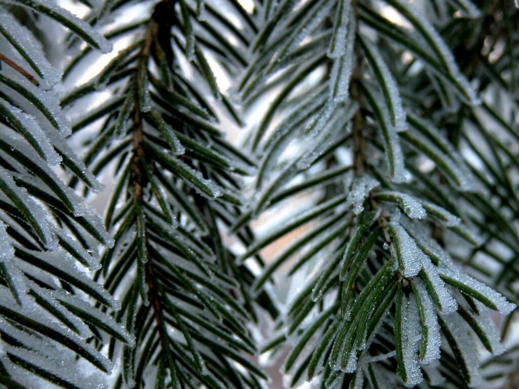 Close-up of fir tree branches dusted with snow and frost creating a serene winter wallpaper background