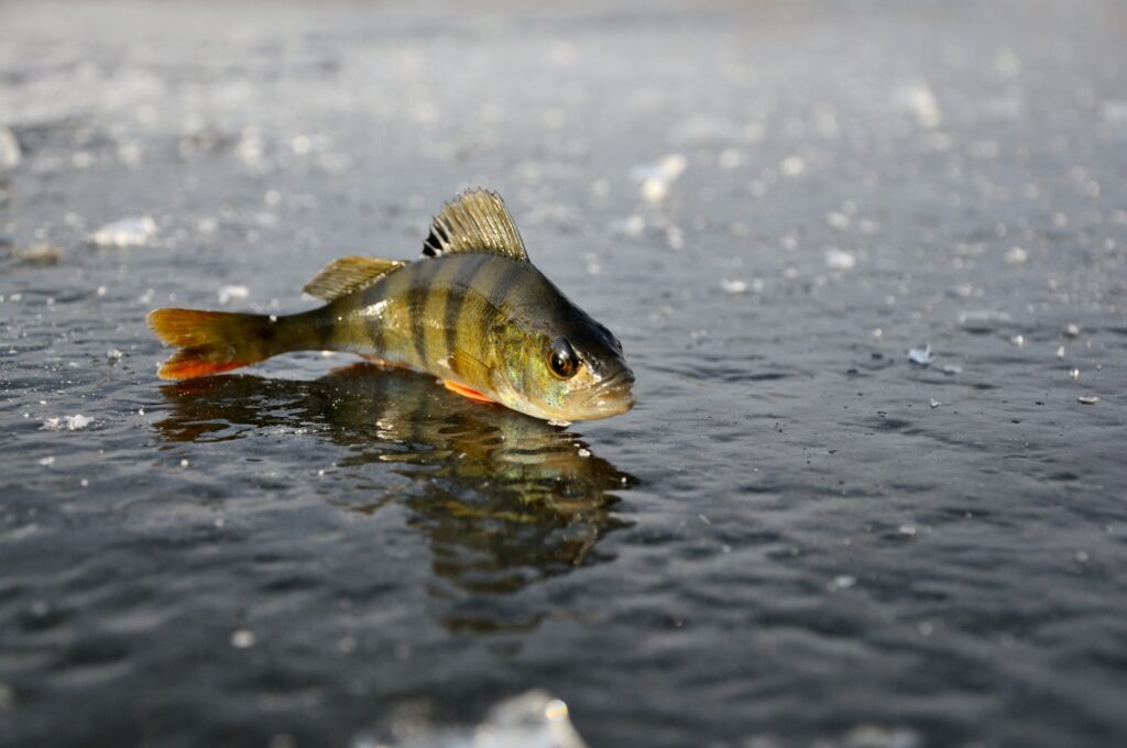 Stunning Winter Fishing Wallpaper: Perch on Icy Surface Reflection