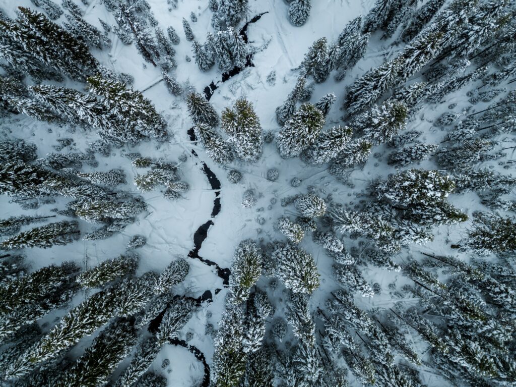 Aerial view of snow-covered forest with dark winding river in a serene winter landscape wallpaper
