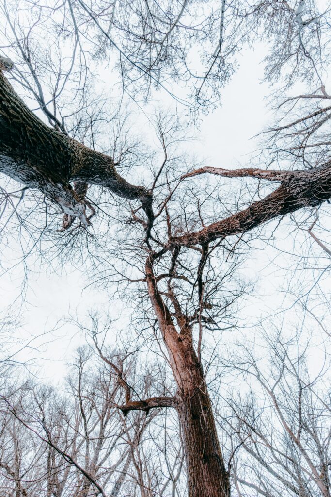 Bottom view of leafless forest trees with twisting branches against a pale winter sky wallpaper