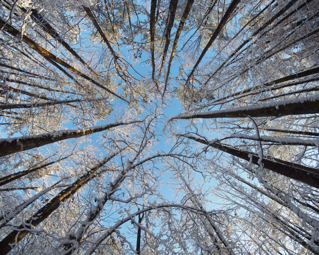 Bottom view of tall snow-covered trees under clear blue winter sky forest wallpaper background