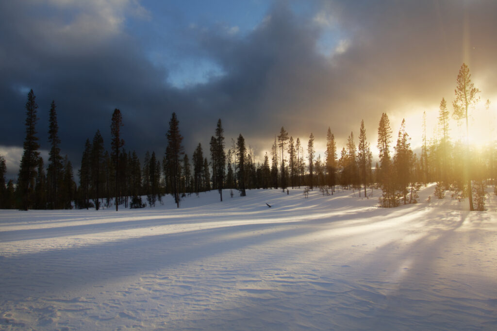 Winter wallpaper with tall trees long shadows snowy landscape golden sunlight dramatic sky