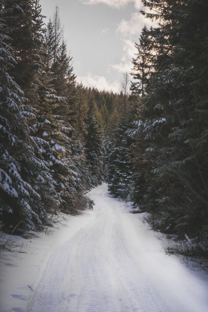 Snow-covered narrow road winding through tall evergreen forest bathed in soft winter sunlight Wallpaper